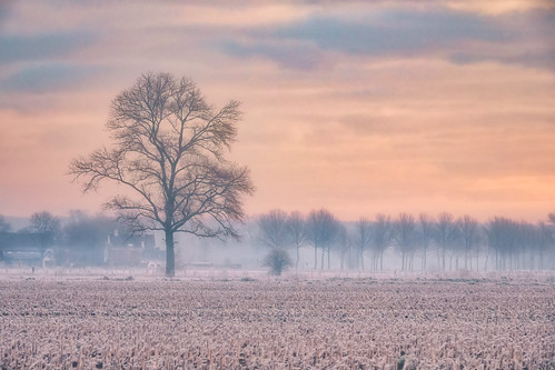 landscape winter frost road trees fog mist damme belgium