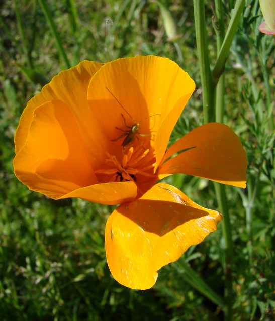 Insecte sur ESCHOLTZIA jaune-orange.