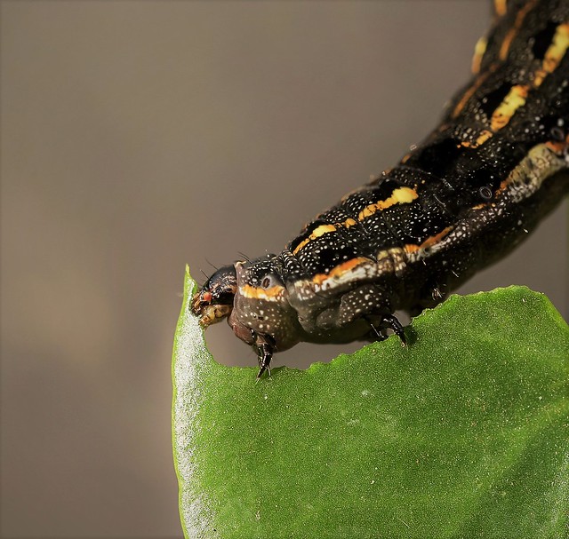 Cluster caterpillar (Tropical Armyworm)