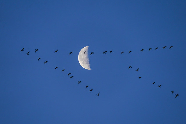 Snow Geese Migration - Kearney Nebraska