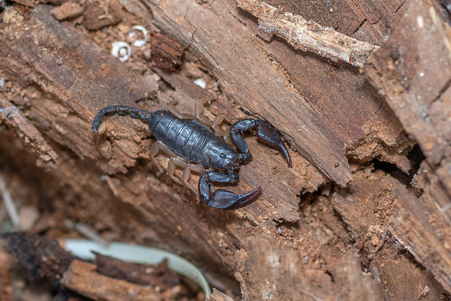 Scorpion Noir à Queue Jaune – European Yellow-tailed Scorpion – Euscorpius flavicaudis