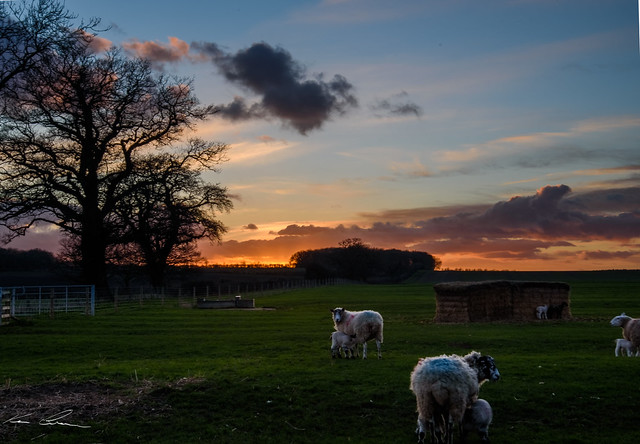 Lambs at Sunset