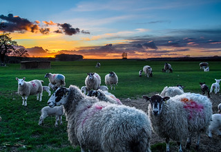 Lambs at Sunset