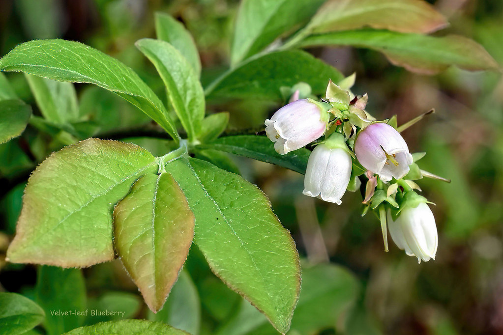 Velvet-leaf Blueberry - Vaccinium myrtilloides  -  Ericaceae: Heath family