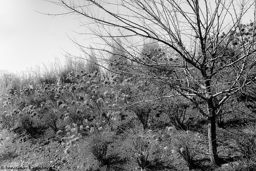 landscape trees blackandwhite winter virginialandscape rappahonnockcounty monochrome amissvillevirginiausa narmadawinery wintertree bushes