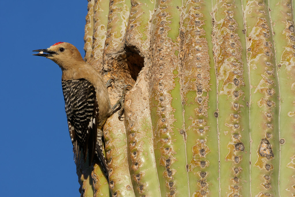A male Gila woodpecker brings a small rock to his nest in a saguaro on the Latigo Trail in McDowell Sonoran Preserve in Scottsdale, Arizona on May 28, 2019. Original: _DSC5391.arw