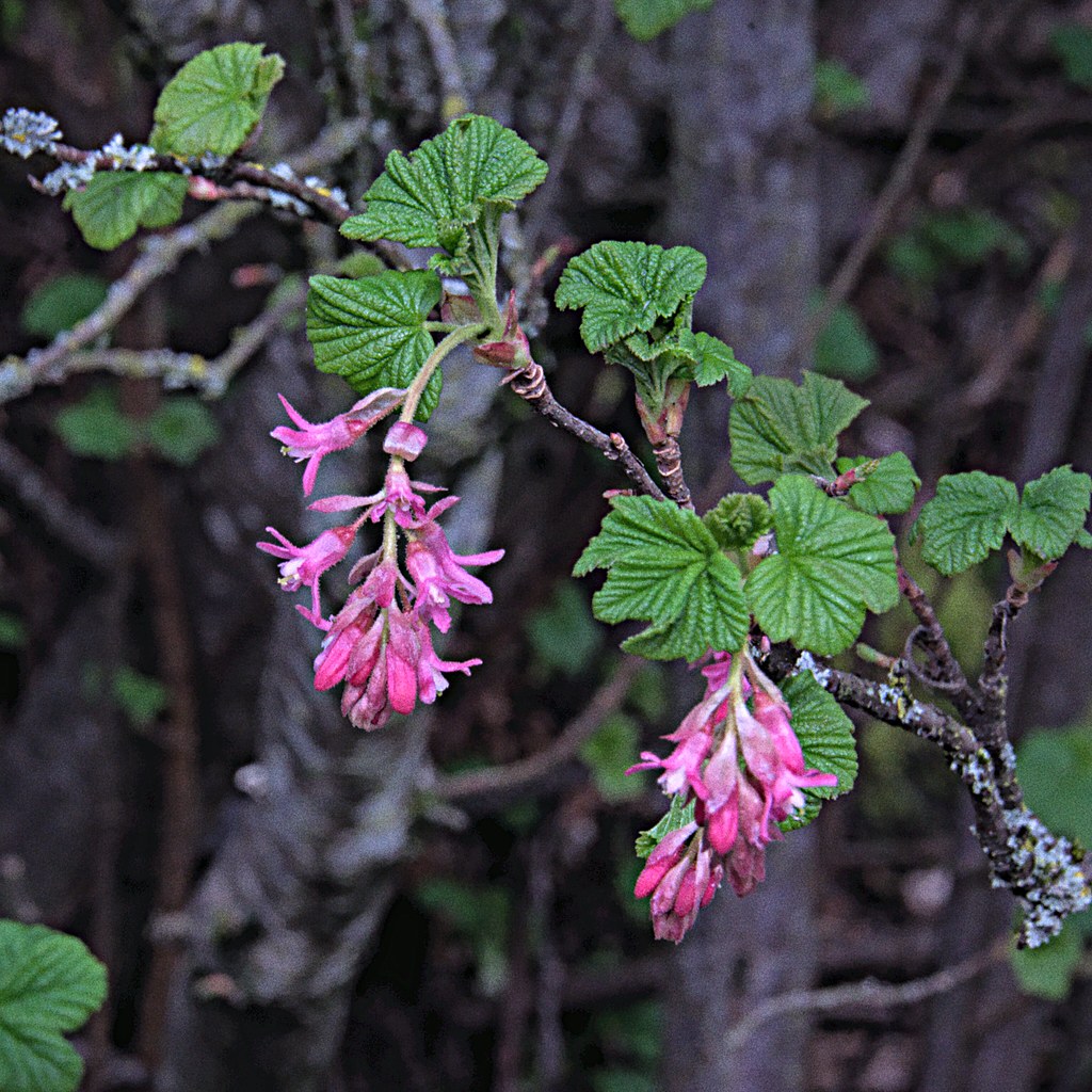 Red flowering currant 3 8 2021