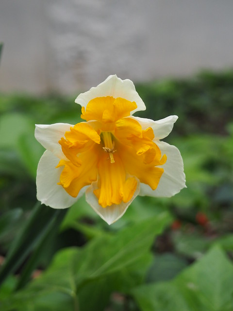 Narcissus tazetta_P3140015