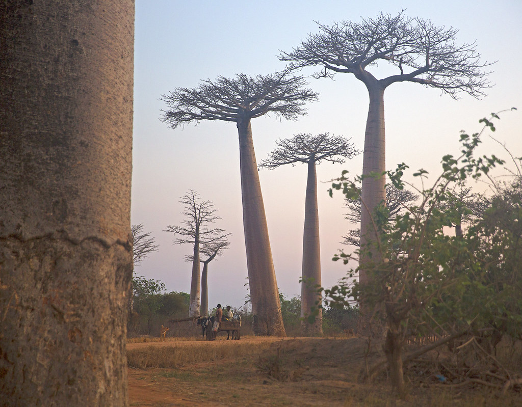 Baobab Alley (Explored)