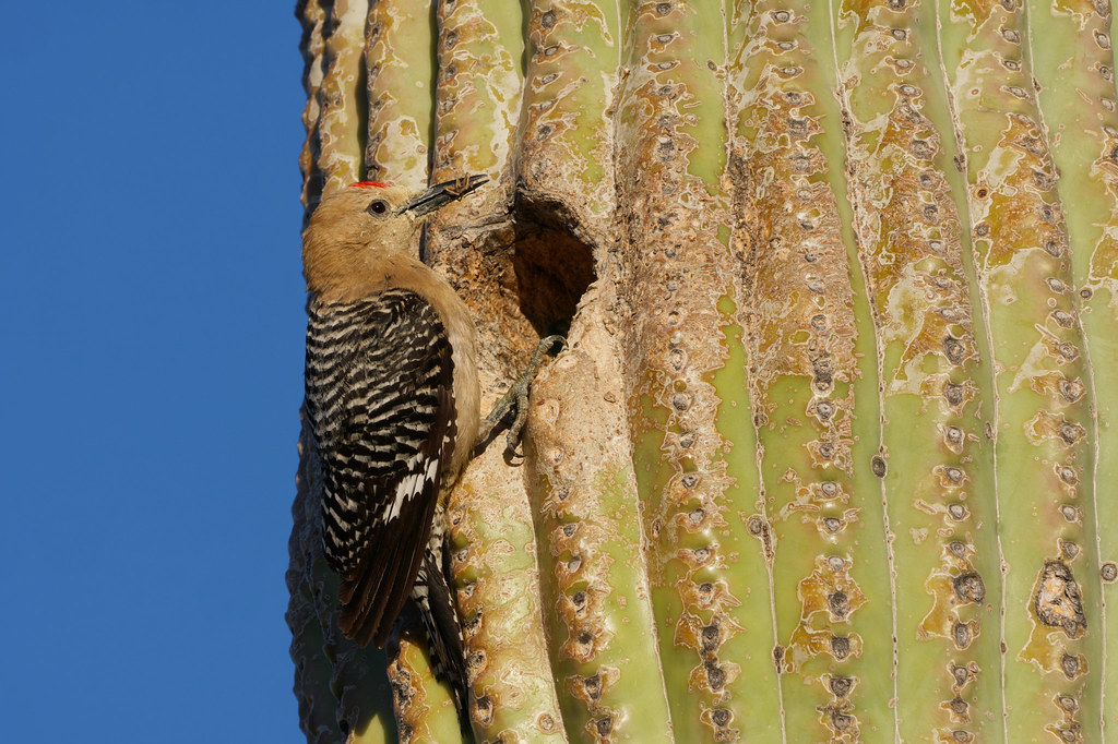 A male Gila woodpecker brings a spider to his nest in a saguaro on the Latigo Trail in McDowell Sonoran Preserve in Scottsdale, Arizona on May 28, 2019. Original: _DSC5337.arw