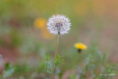 canon eos r5 rf100500mm f4571 l is usm nature outdoor harmon caldwell dandelion