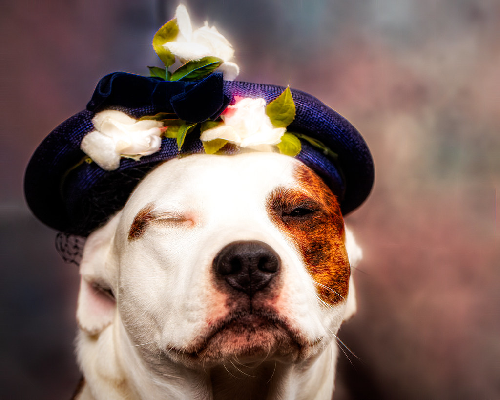 Puppy Dog Wearing A Hat with Flowers - Puppy Dog Wearing A H… - Flickr
