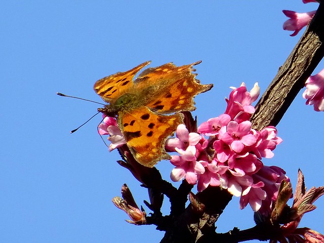Nature photography / Butterflies