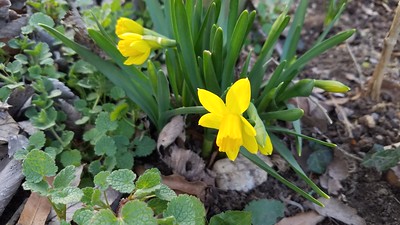 Notes from the Garden -- March 2021