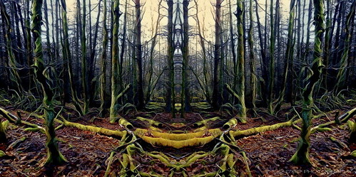 whinnyhillwood woodland forest trees fantasy vivid colour mystery weird portal leaves branches outdoor art artwork