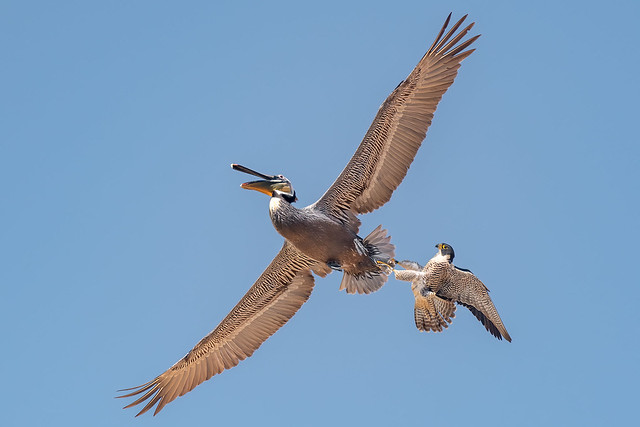 Peregrine Falcon hitting a Brown Pelican
