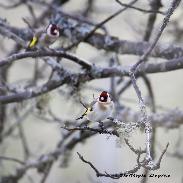 Chardonnerets élégants / European Goldfinches