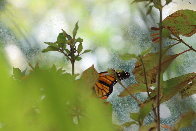 Monarque Danaus plexxipus Monarch butterfly