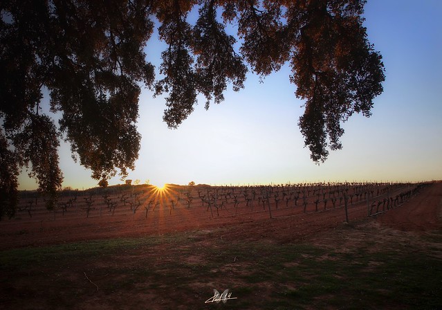 Atardecer en los viñedos de mi tierra...     Sunset in the vineyards of my land ...