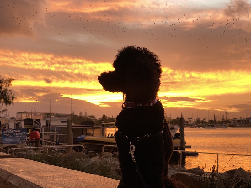 Scully at sunset