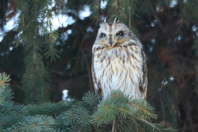 Hibou des marais, Short-eared owl