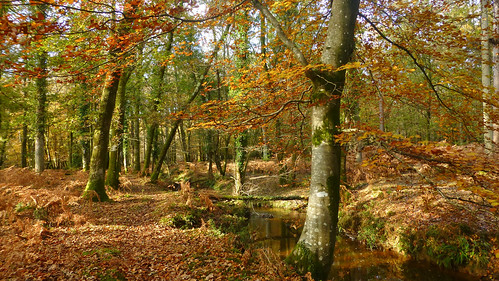 england hampshire newforestnationalpark minstead stream autumn lyndhurst beech oak
