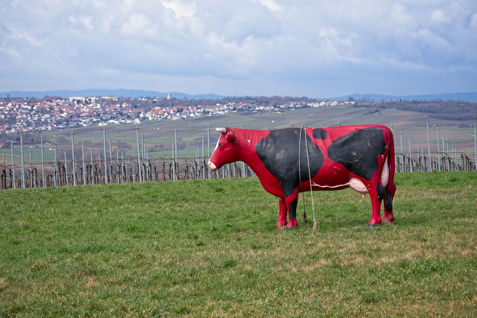 Kuh auf der Wiese bei Nieder-Olm (Canon EOS M50, EF-M 55-200mm f/4.5-6.3 IS STM, 88 mm, Manuell, 1/400 sek @ f/6,3, ISO 100)