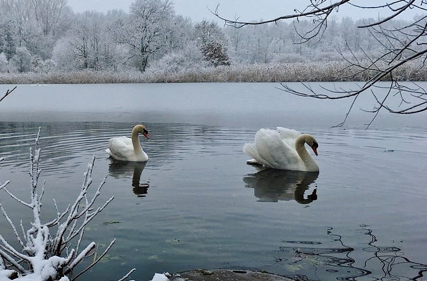 Germany, Schwanenpaar im winterlichen See, 60083/13473
