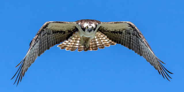 Osprey Inflight Straight at You