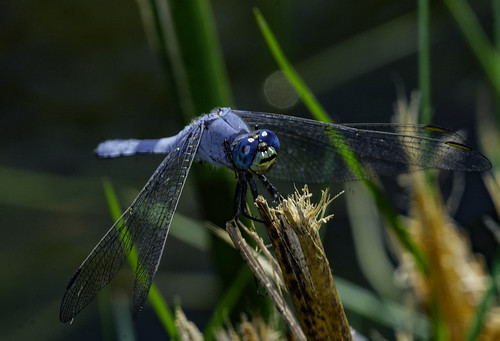 bluedarter dragonfly color colorful nature santeelakes sandiegocounty