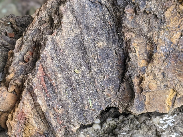 Lepidodendron fossil, Bridgestone Firestone WMA, White County, Tennessee