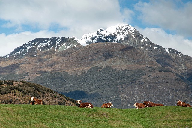 High Country Cattle