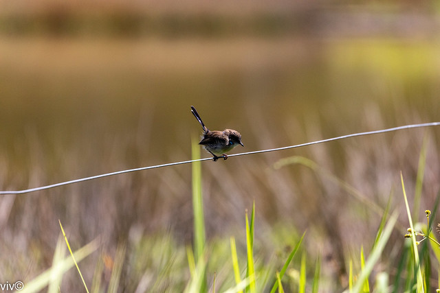 Lovely male Superb Fairywren on watch at wetland
