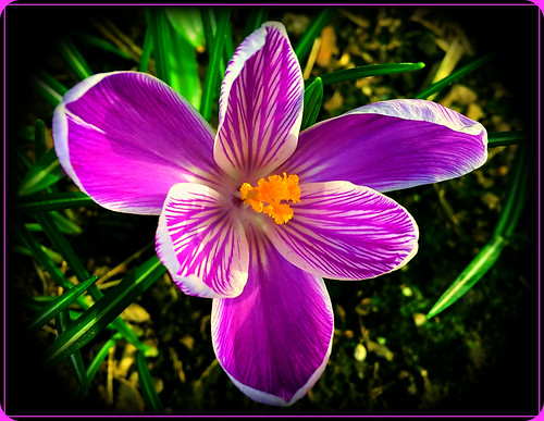 vancouverbc westend denmanstreet crocus springflowers purplecrocus crocusvernus‘purpureusgrandiflorus