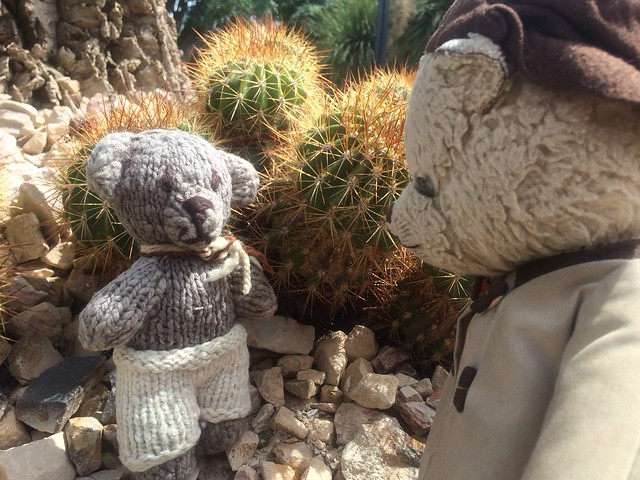 Paddington and Scout in the Cactus Garden 1.