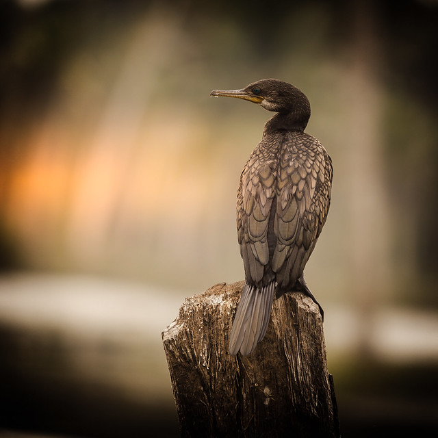 Cormorant on a tree stump