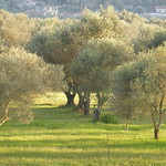 Olive trees!!P1110400