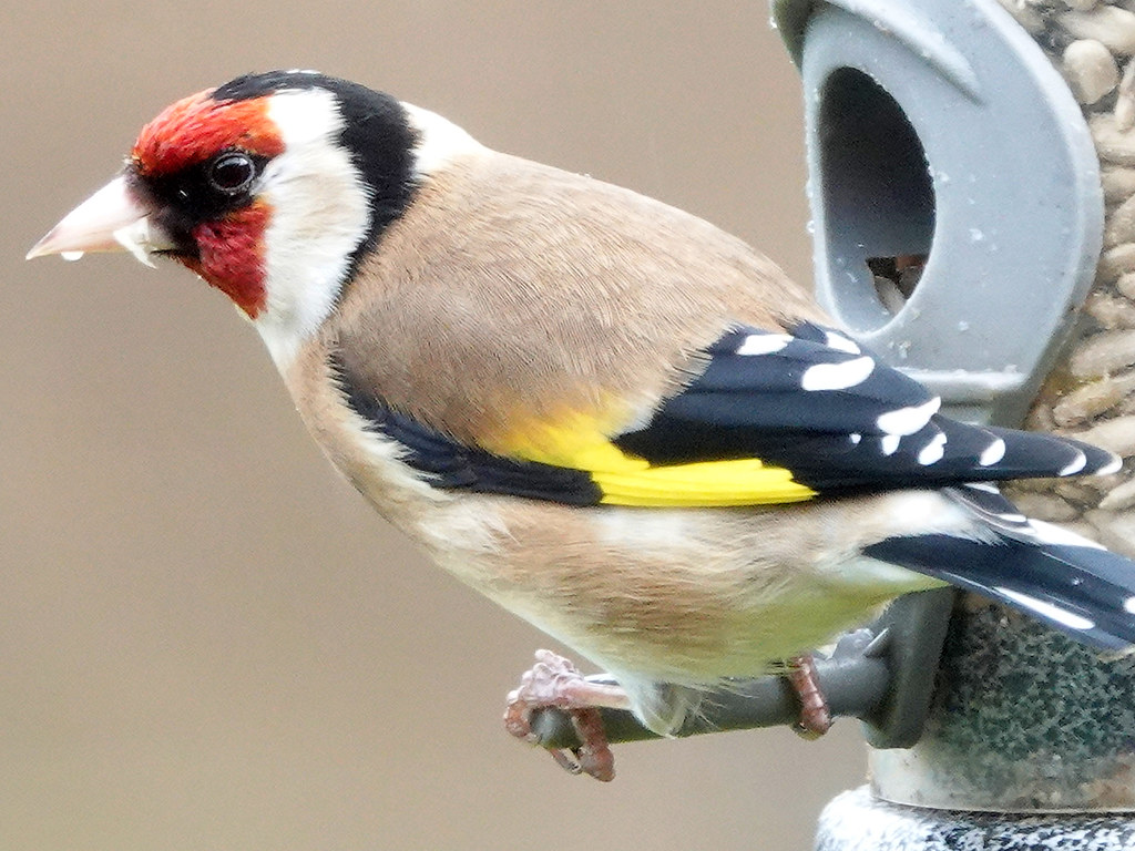 Goldfinch on a bird feeder