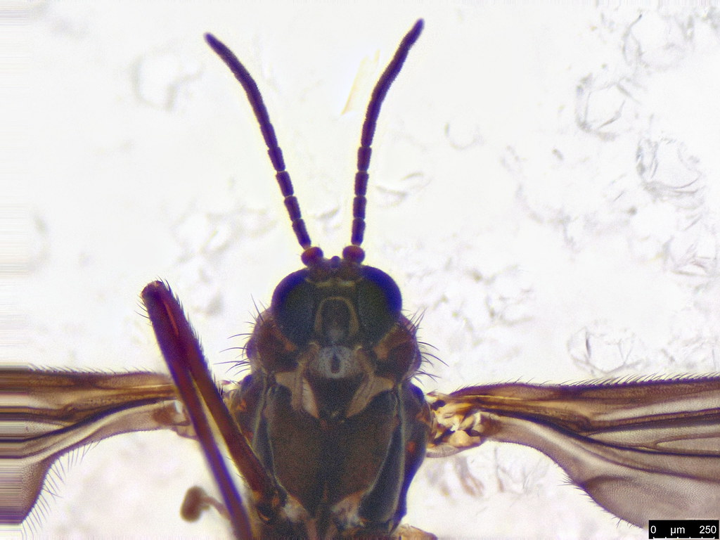 1b - Scaridae sp.