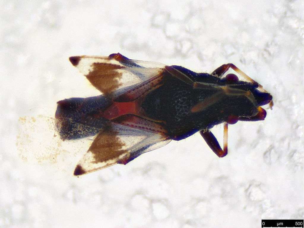 11a - Rhyparochromidae sp.