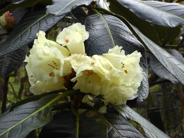 Rhododendron macabeanum G.Watt ex Balf.f. 1920 (ERICACEAE).