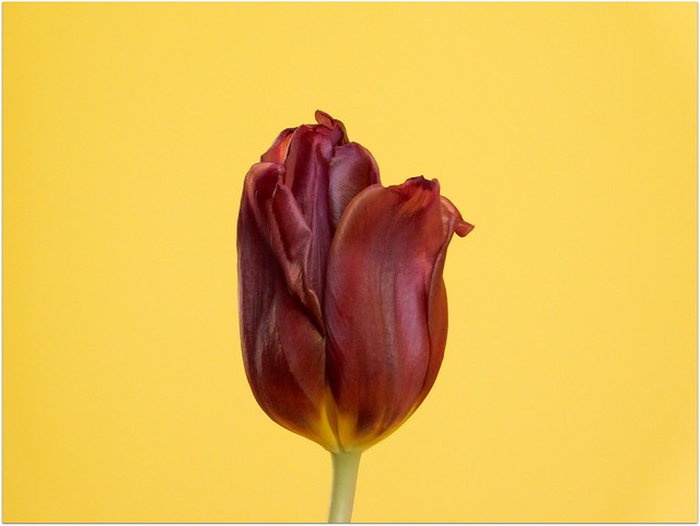Tulipan  * EXPLORE