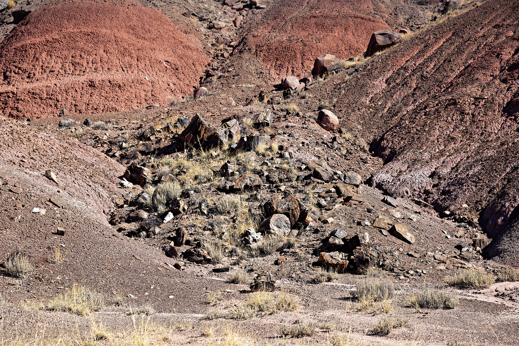 A Personal Photo Assignment in Petrified Forest National Park