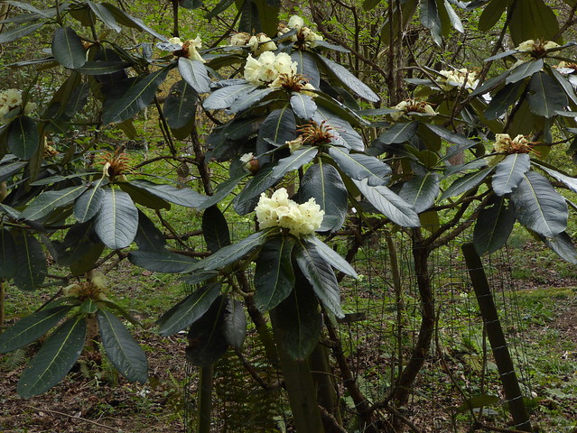Rhododendron macabeanum G.Watt ex Balf.f. 1920 (ERICACEAE).