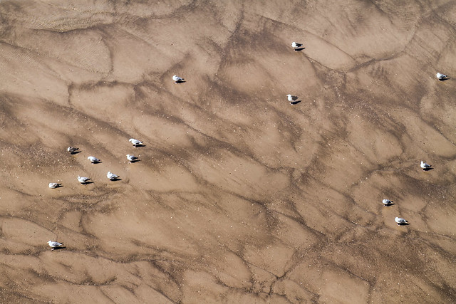 Gulls and sand texture, Cap Blanc-Nez, France