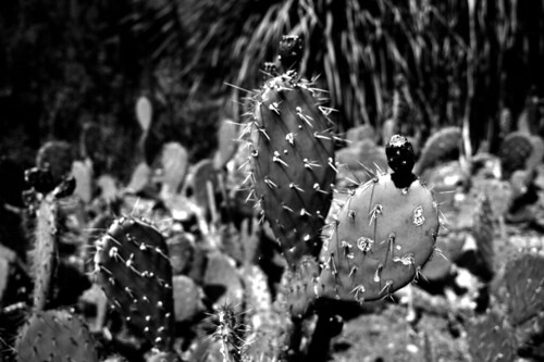 Cactus (25)