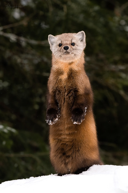 Martre d'Amérique, Pine marten