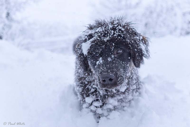 Sarplaninac puppy in snow