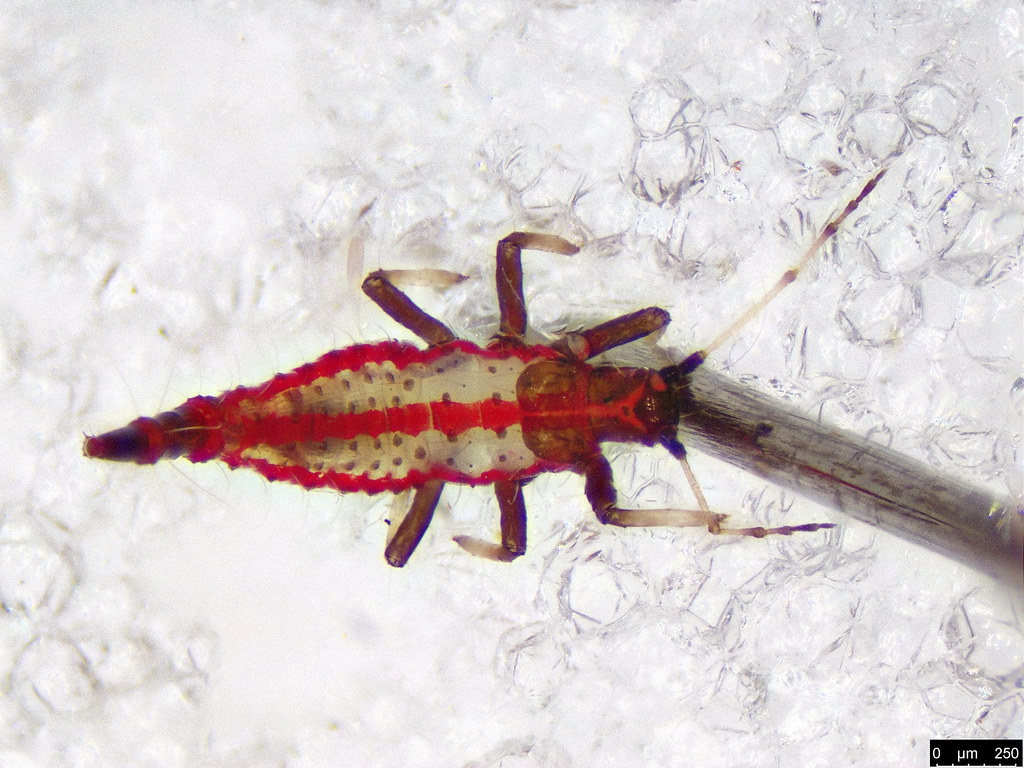 42a - Thysanoptera sp.