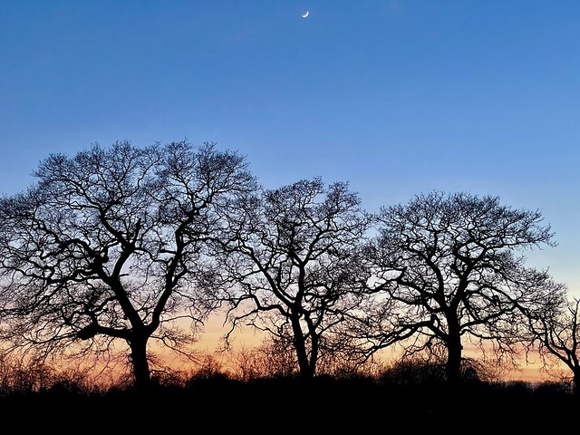 Bare trees at sunset, Bicester, Oxfordshire, March 2021
